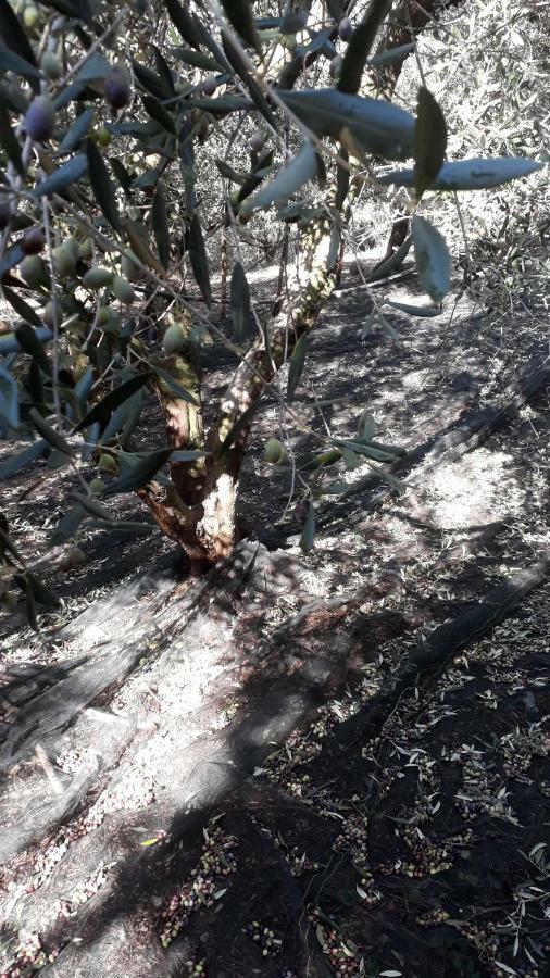 B&B Macchia D'Olmo Capaccio Εξωτερικό φωτογραφία